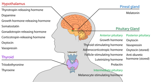 अंतःस्त्रावी संस्था (Endocrine System)