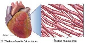 Cardiac Muscles