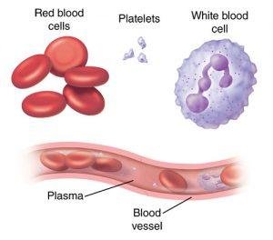 रक्तपेशी (Blood Cells)