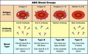 Blood Groups