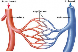 Blood Vessels