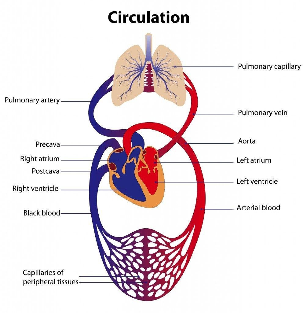 Human Circulatory System