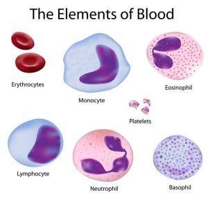 Neutrophil