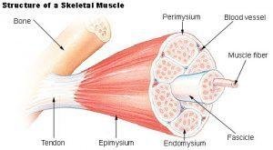 Skeletal Muscles