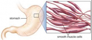 Smooth Muscles