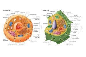 Animal Cell And Plant Cell