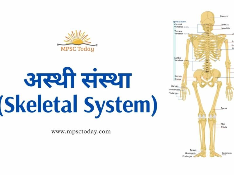 अस्थी संस्था (Skeletal System)