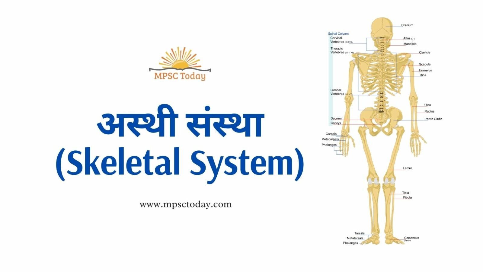 अस्थी संस्था (Skeletal System)