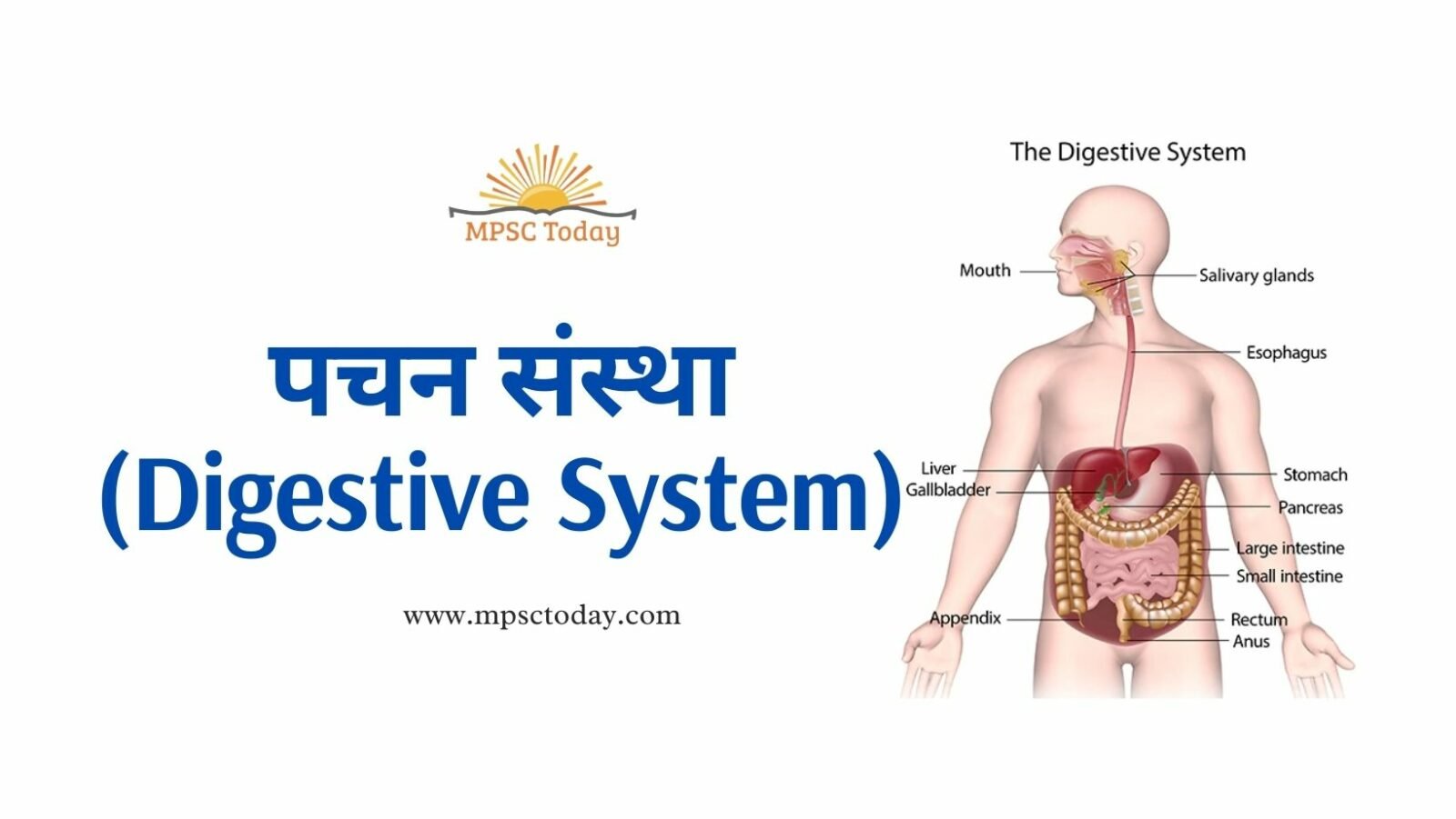 पचन संस्था (Digestive System)