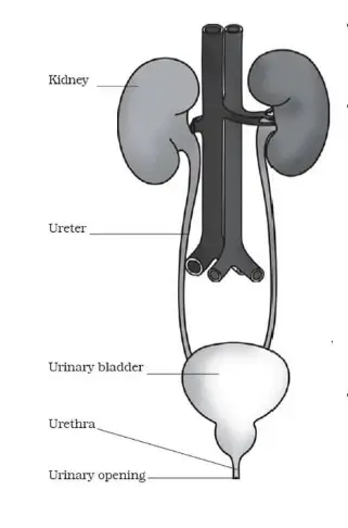 उत्सर्जन संस्था(Excretory System)