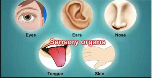 ज्ञानेंद्रिये (Sensory Organs)