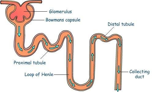 वृक्काणू (Nephron)