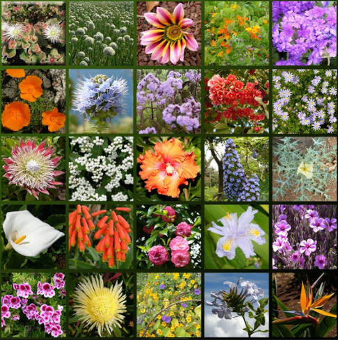 country-national-flower