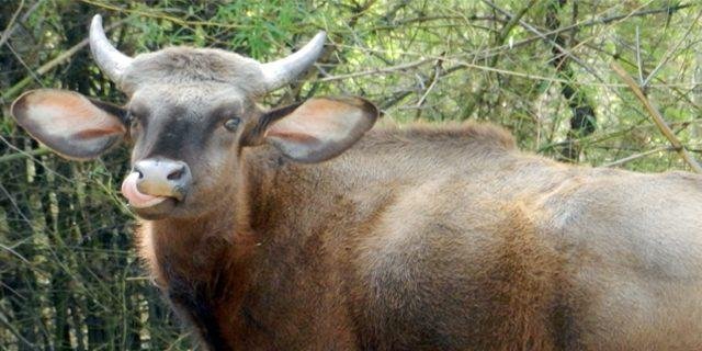 Bhamragarh Wildlife Sanctuary