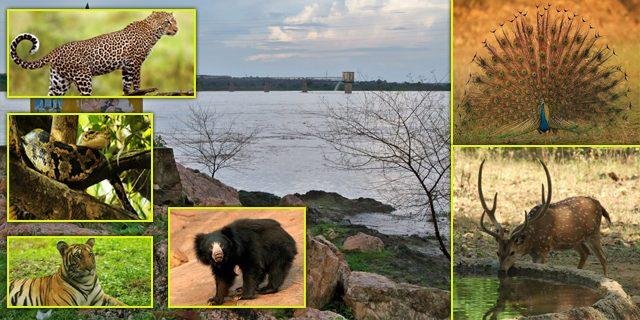 Chaprala Wildlife Sanctuary