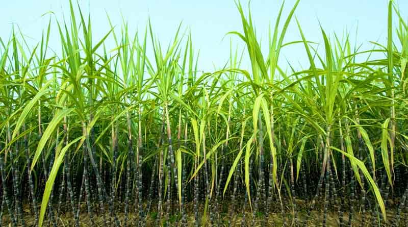 Commercial-Cash-Crops-Sugarcane