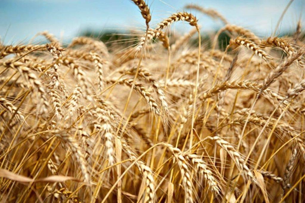 Wheat-1
