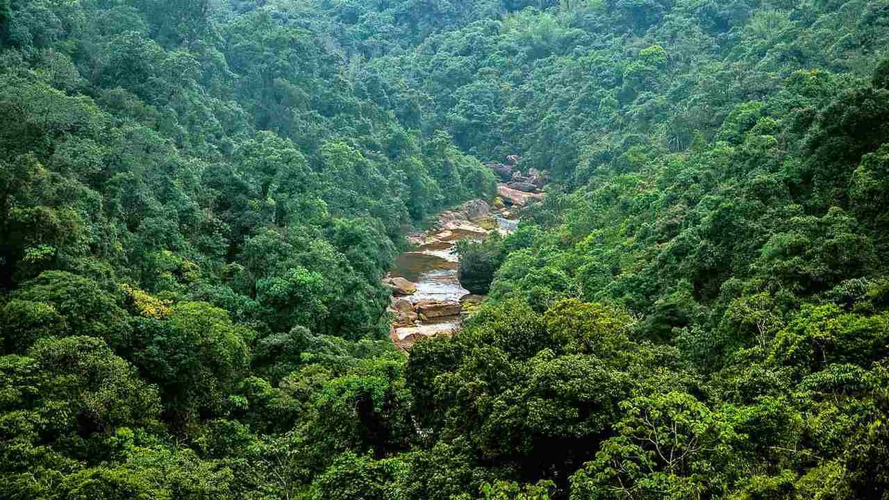 भारतातील जंगलाविषयी माहिती Forests India