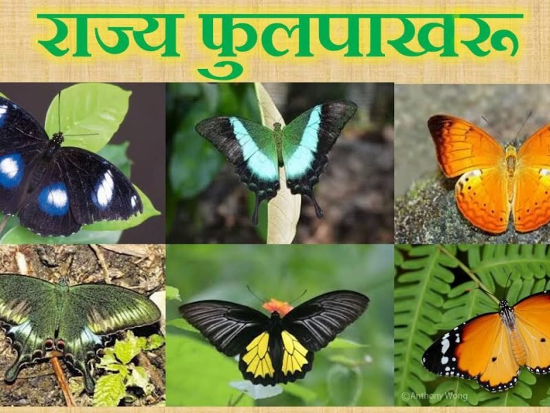 State Butterfly राज्य फुलपाखरू जाहीर करणारे राज्य