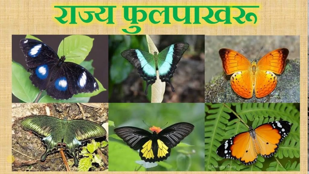 State Butterfly राज्य फुलपाखरू जाहीर करणारे राज्य