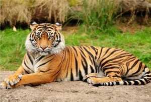 वाघ हा भारताचा राष्ट्रीय प्राणी घोषित
