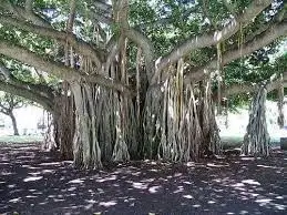 11. पहिले झाडांचे पुनर्वसन गाव : म्हसवे (सातारा)