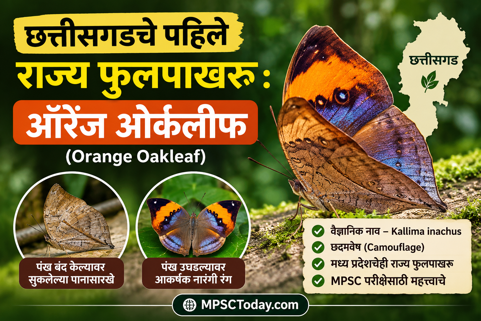 छत्तीसगडचे पहिले राज्य फुलपाखरू : ऑरेंज ओकलीफ (Orange Oakleaf)