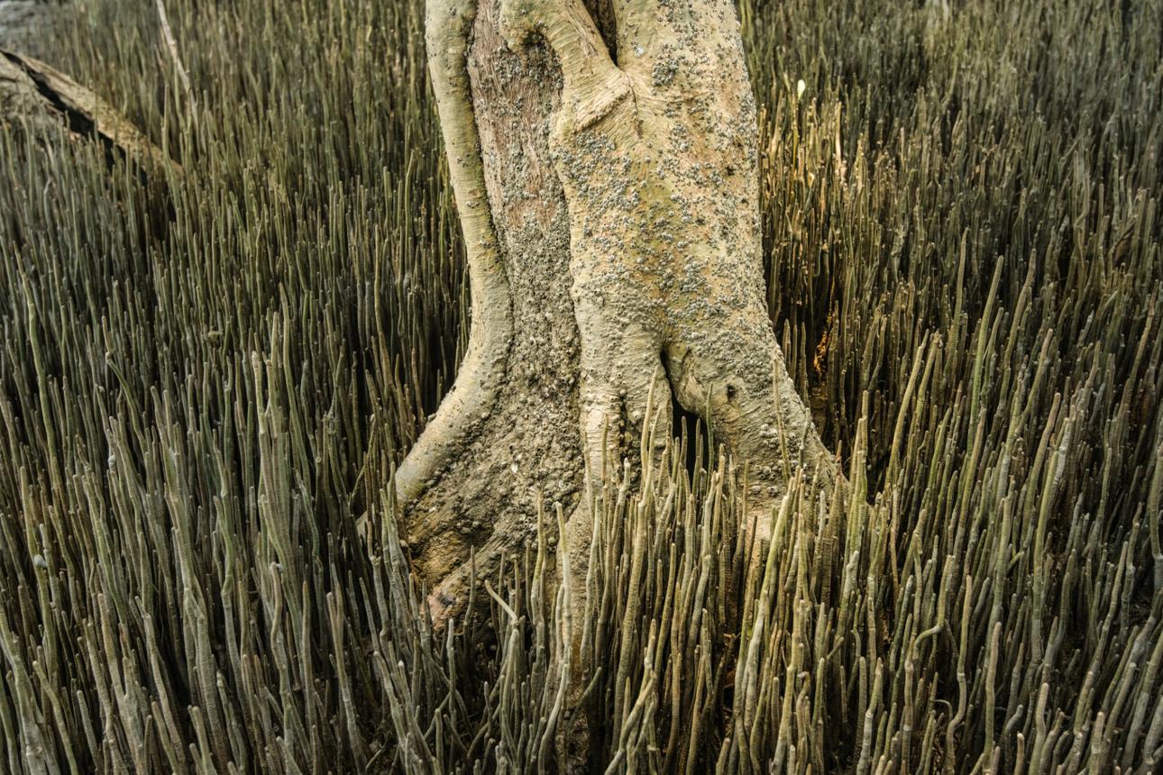 Adaptation of plants in mangrove forest.
