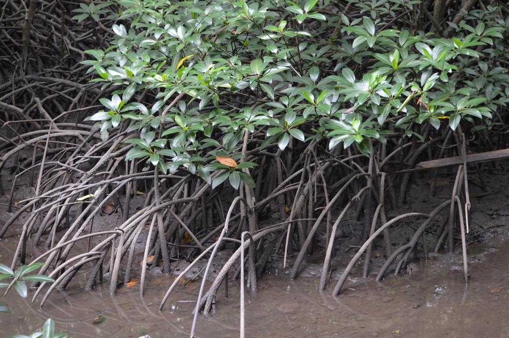 Tall-stilt Mangrove (Rhizophora apiculata) - Botanical Realm